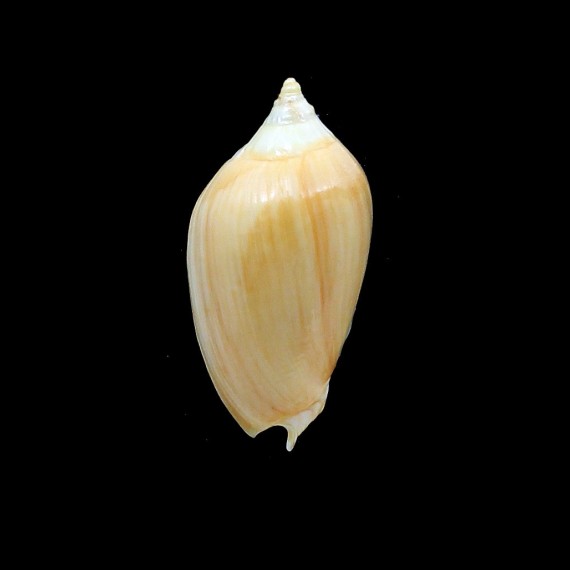 zebra 48,0mm GOLDEN FORM