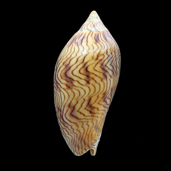 undulata angasi 71,0mm DARK