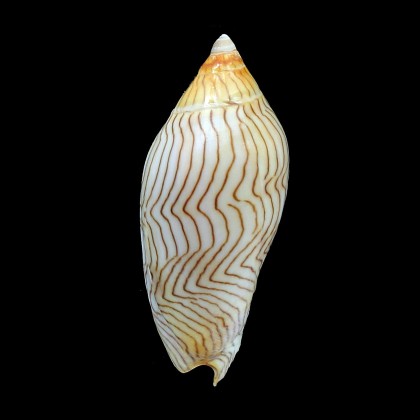 undulata 75,0mm SUPERB