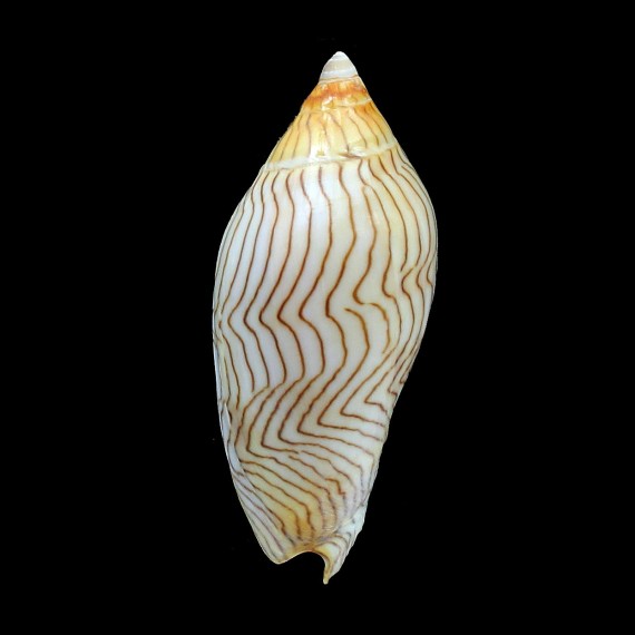 undulata 75,0mm SUPERB
