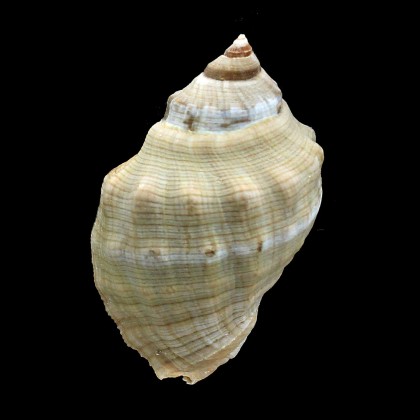 haemastoma 78,0mm BIG