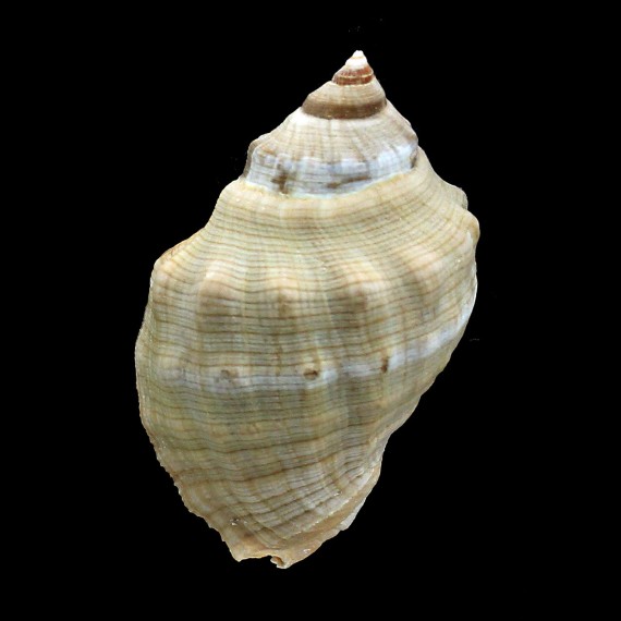 haemastoma 78,0mm BIG