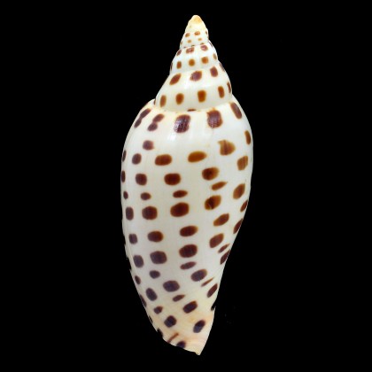junonia butleri 110,0mm SUPERB