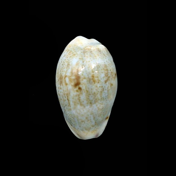 gracilis hilda 18,6mm BIG