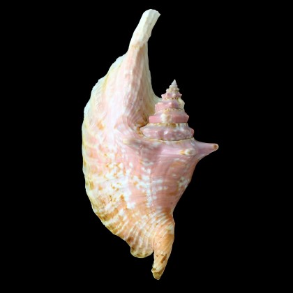 gallus 141,0mm