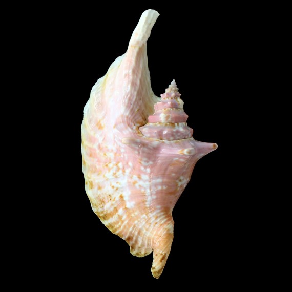 gallus 141,0mm