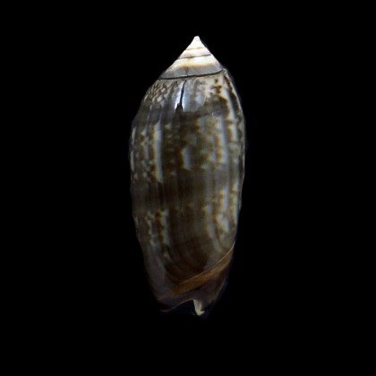 oldi 53,0mm VANUATU