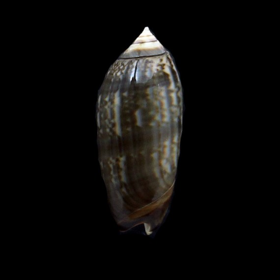 oldi 53,0mm VANUATU