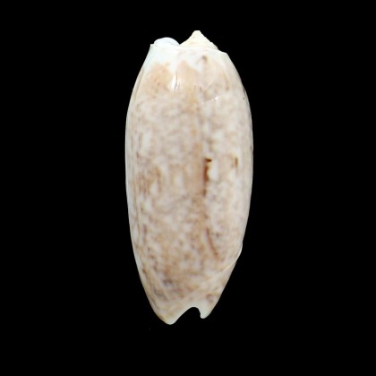 pica olympiadina 73,0mm