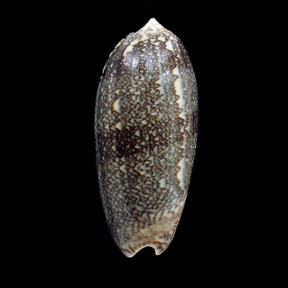 sericea 77,0mm