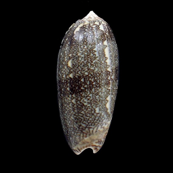 sericea 77,0mm