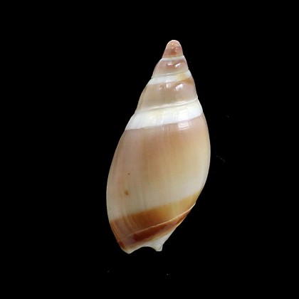 cingulata 47,0mm UNCOMMON