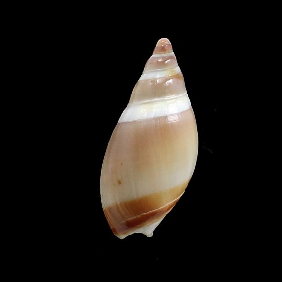 cingulata 47,0mm UNCOMMON