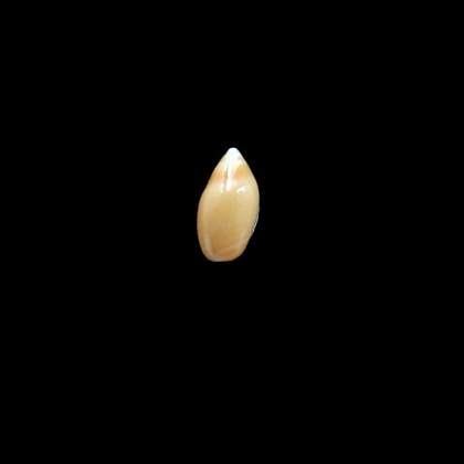 murrayi 12,0mm RARE LIVE