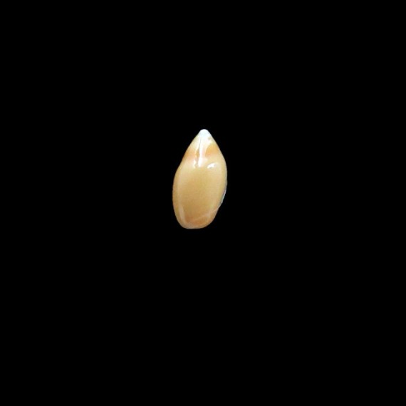 murrayi 12,0mm RARE LIVE
