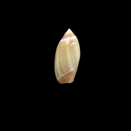 djiboutina 17,0mm