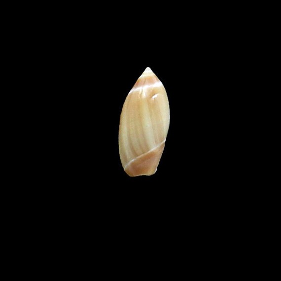 djiboutina 17,0mm