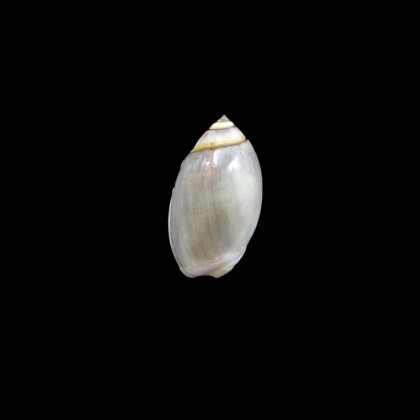 biplicata 22,0mm