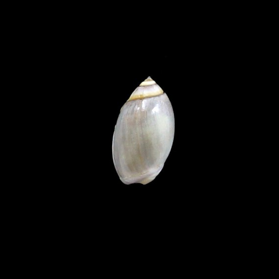 biplicata 22,0mm