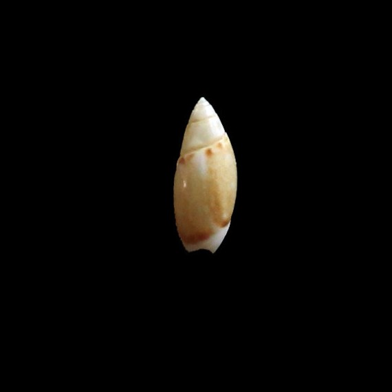 defiorei12,0mm UNCOMMON