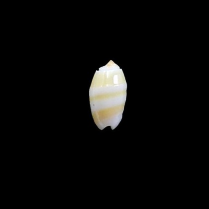 kwajalaeinensis 14,0mm