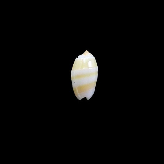kwajalaeinensis 14,0mm