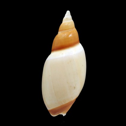 velesiana 93,2mm