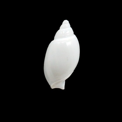 albicans 29,0mm RARE