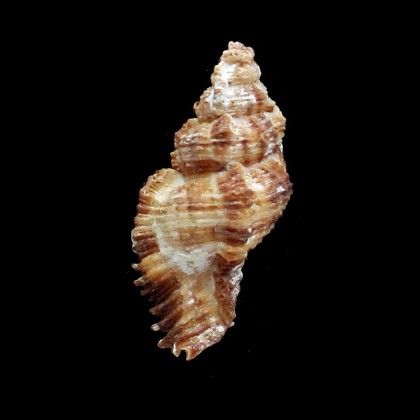 trigonularis 56,0mm UNCOMMON
