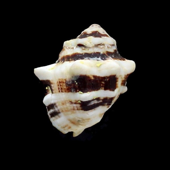 deltoidea 39,0mm
