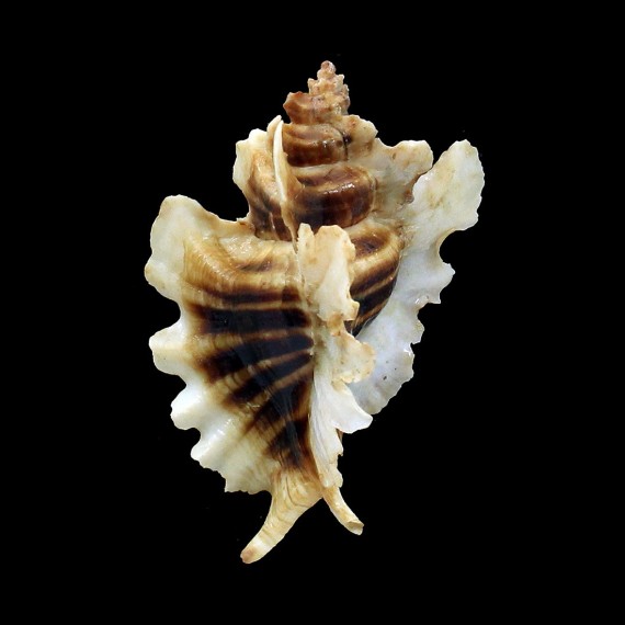 trialata 86,0mm BIG