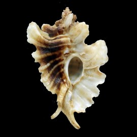 trialata 86,0mm BIG