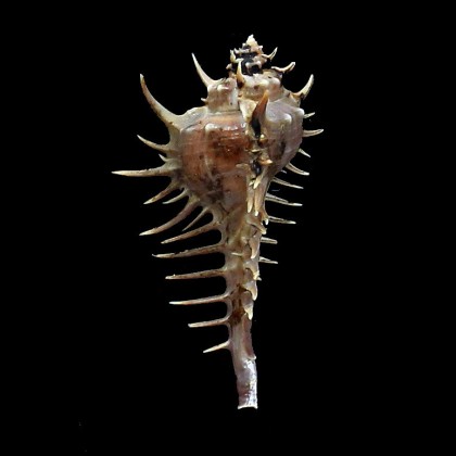 spinastreptos 54,4mm