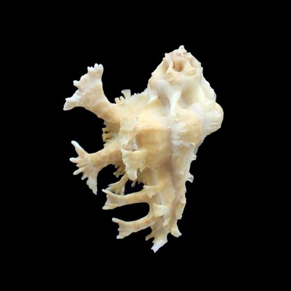 homalocantha pele 51,0mm