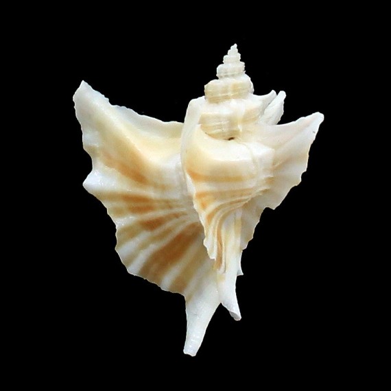 eurypteron 51,4mm RARE