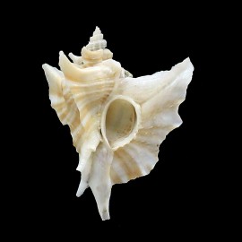 eurypteron 51,4mm RARE