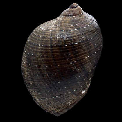 persica 99,5mm BIG