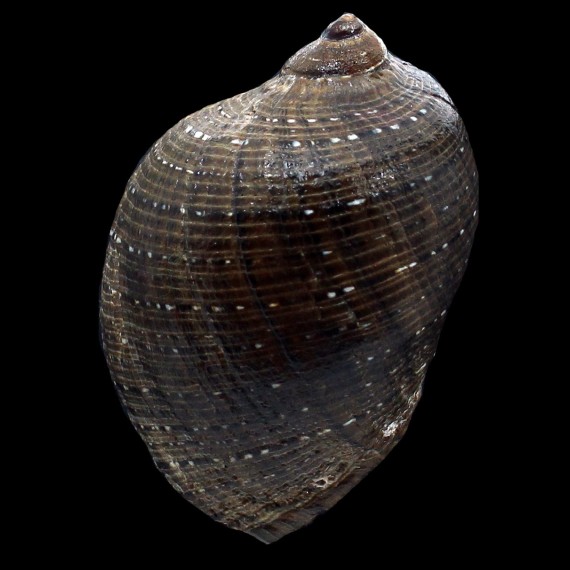 persica 99,5mm BIG