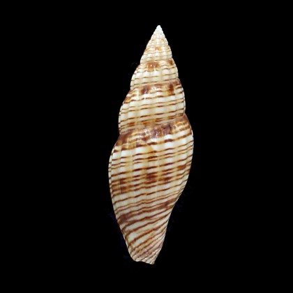 planicostata 68,8mm
