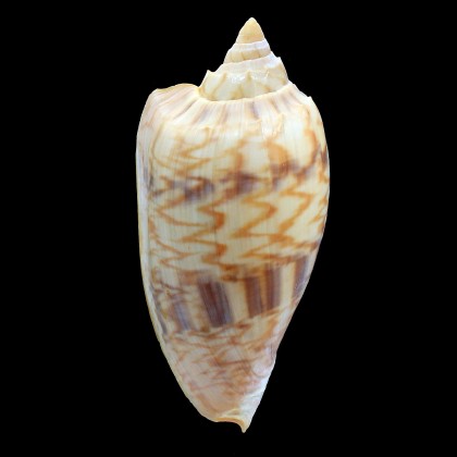 jansae 122,0mm
