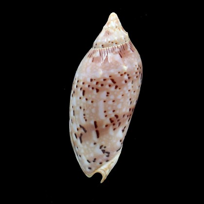 pulchra  78,0mm