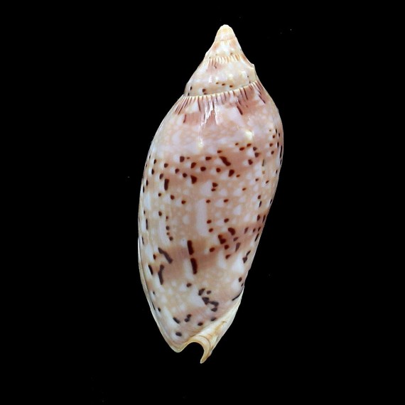 pulchra  78,0mm