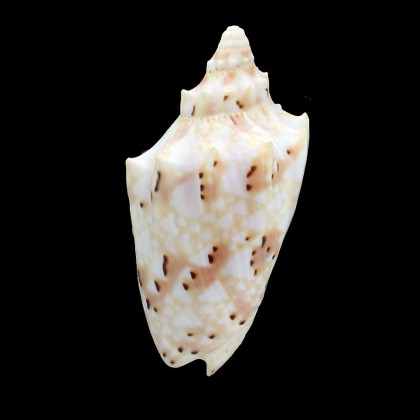 pulchra woolacottae 68,6mm
