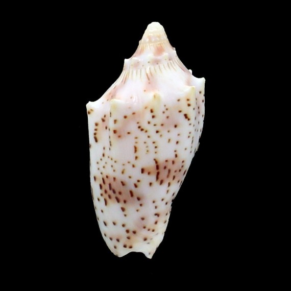 puclra peristica 56,0mm