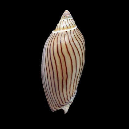ellioti 70,0mm SUPERB