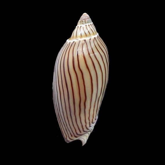 ellioti 70,0mm SUPERB