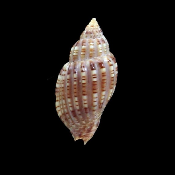 archeri 35,0mm RARE