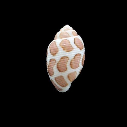 eloisae 24,0mm SPECIAL