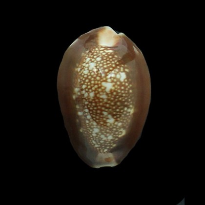 caputserpentis caputanguis 42,5mm