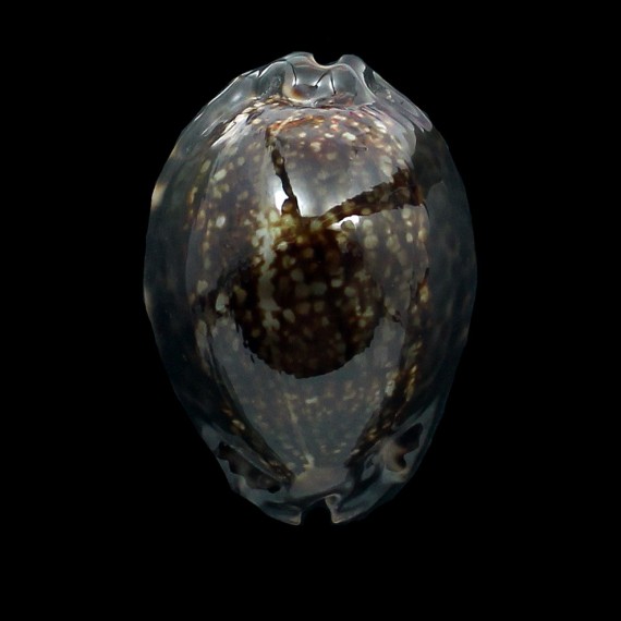 maculifera 65,5mm DARK
